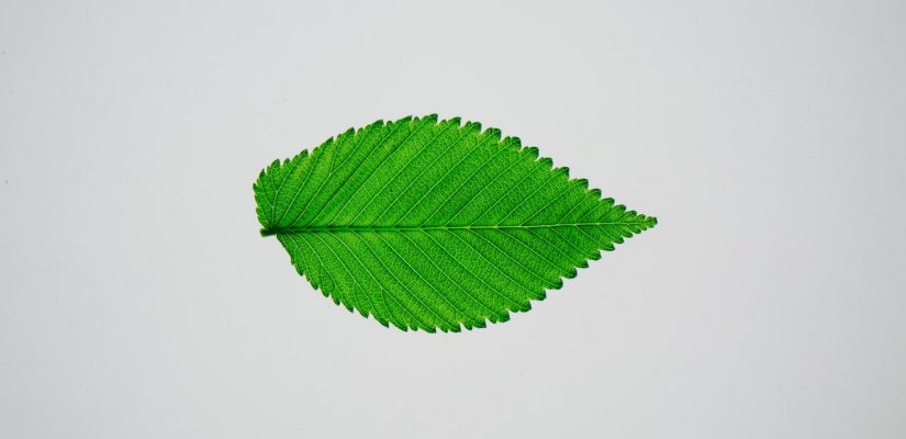 Feuille verte